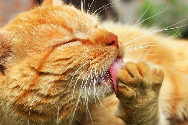 Mooie rode kat likken. De kat ligt op de tafel — Stockfoto