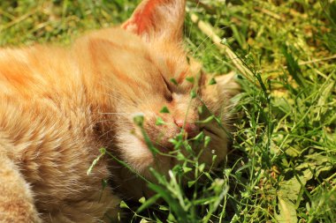 Kedi uyuyor. Çimenlerde yatan güzel kırmızı kedi