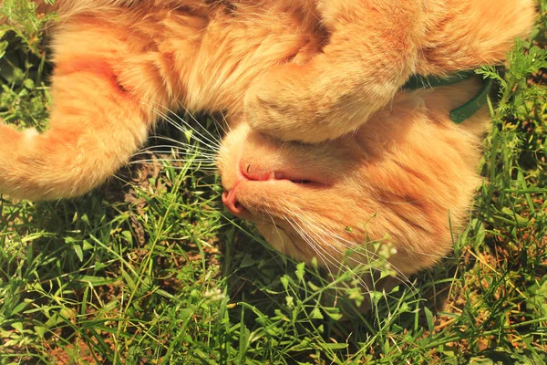 Kočka spí. Krásná rudá kočka ležící v trávě — Stock fotografie