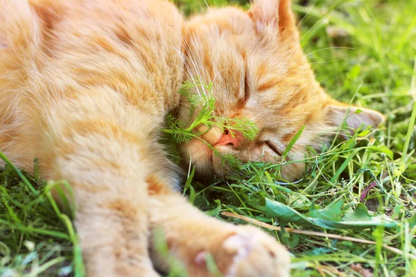 De kat slaapt. Mooie rode kat liggend in het gras — Stockfoto