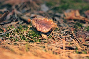 Ormandaki mantar. Kapatın.