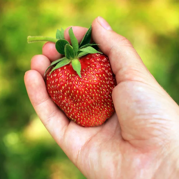 Schöne große Erdbeere in der Hand. Erdbeere in der Hand — Stockfoto