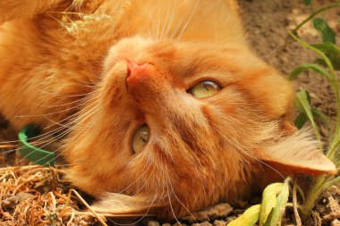 Sokakta yatan güzel kırmızı kedi. Kedi yakın