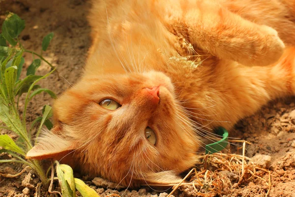 美丽的红猫躺在街上。猫特写 — 图库照片