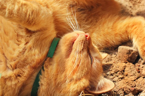 Sokakta yatan güzel kırmızı kedi. Kedi yakın — Stok fotoğraf