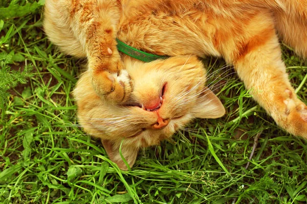 Όμορφη κόκκινη γάτα κοιμάται στο γρασίδι — Φωτογραφία Αρχείου