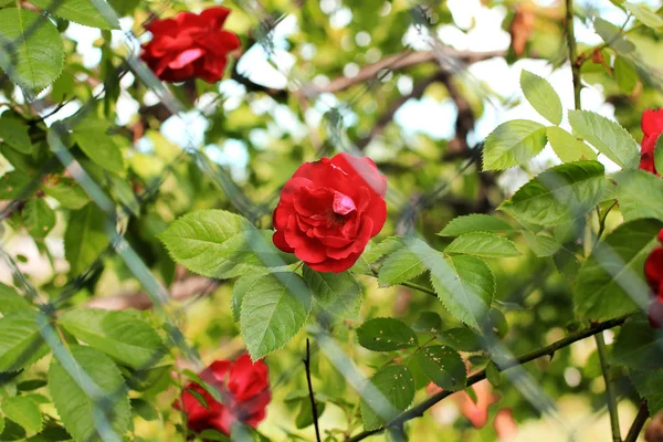 Lindas rosas vermelhas. Rosas Bush. Fotografia abstrata — Fotografia de Stock