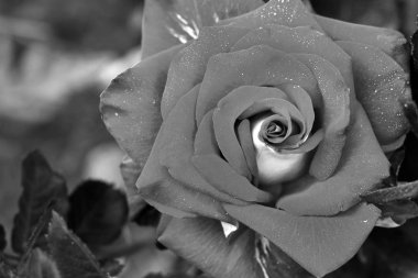 Güzel gül yakın. Siyah beyaz fotoğraf
