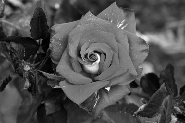 Güzel gül yakın. Siyah beyaz fotoğraf