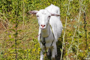 Keçi tarlada. Bütün keçi. Hayvan