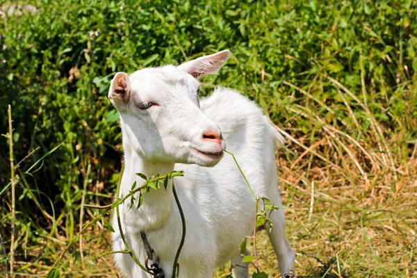 Goat in the field. Whole goat. Animal — Stock Photo, Image
