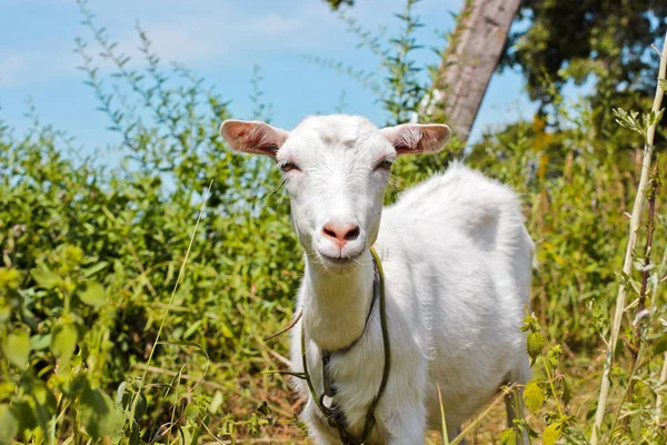 Goat in the field. Whole goat. Animal — Stock Photo, Image