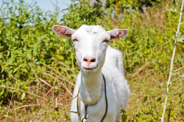 Get i fältet. Hela geten. Djur — Stockfoto