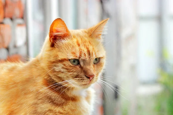 Beau chat rouge dans la fenêtre. Chat gros plan — Photo