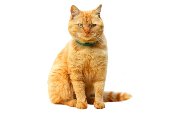 Chaton Blanc Sur Fond Rouge Beau Chat Sur Fond Propre Photographie Amor7 C Chaton Blanc Sur Fond Rouge Beau Chat Sur Fond Propre Photographie Amor7 C