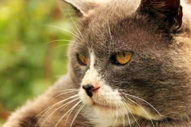 Gri kedi açık havada yakın