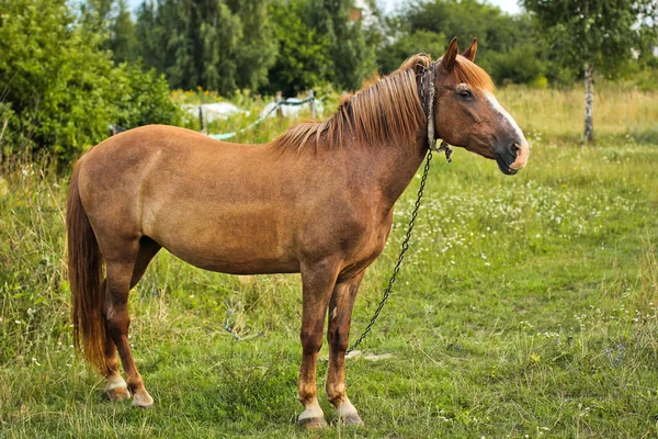 Beautiful horse in the garden. Horse close up — Stock Photo, Image