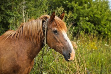 Bahçede güzel bir at. At yakın çekim