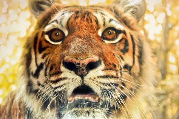 Tiger. Beautiful tiger close up. Wild animal