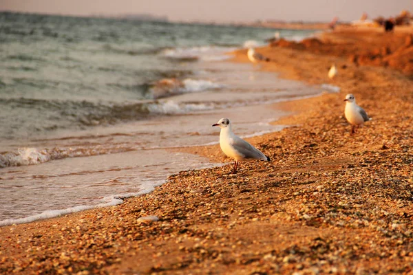 Bella alba in mare. Uccelli sulla spiaggia — Foto Stock