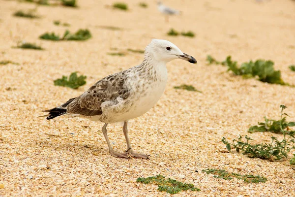 Larus argentatus. Gaivota de prata à beira-mar. Gaivota — Fotografia de Stock