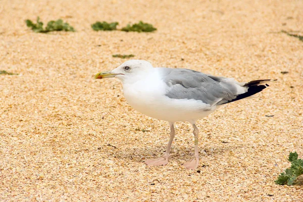 Larus armentatus. Серебряная чайка на берегу моря. Чайка — стоковое фото