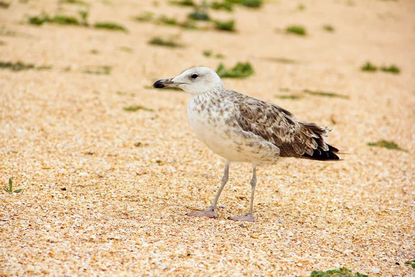 A Larus argentatus. Ezüst sirály a tengerparton. Sirály — Stock Fotó