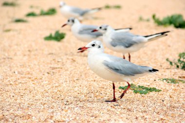 Larus argentatus. Deniz kıyısında gümüş martı. Martı