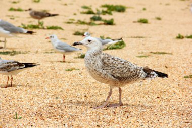 Larus argentatus. Deniz kıyısında gümüş martı. Martı