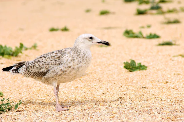Larus argentatus. Silver mås på stranden. Gull — Stockfoto
