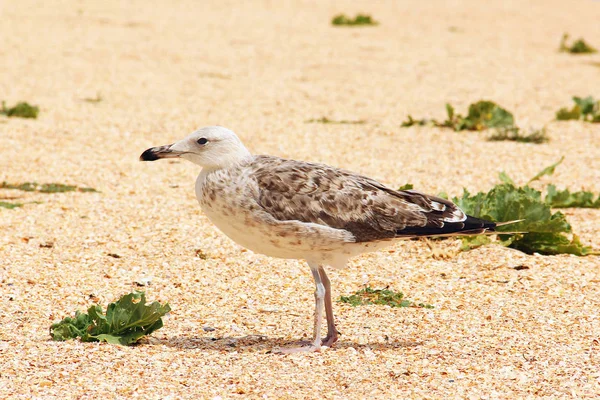 Larus argentatus. Silver mås på stranden. Gull — Stockfoto