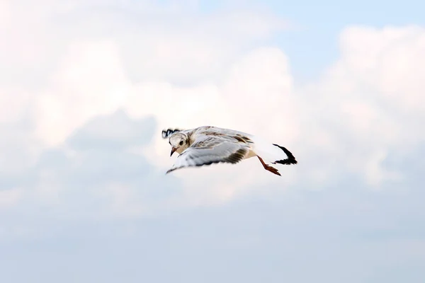 Larus argentatus. Een zilveren meeuw vliegt in de lucht. Vogel in th — Stockfoto