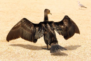 Phalacrocorax. Denizden büyük siyah kuş
