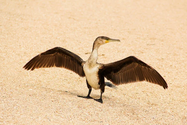 Phalacrocorax. Grand oiseau noir au bord de la mer . — Photo