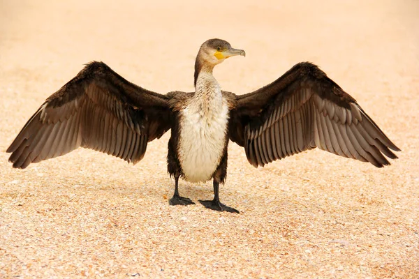 Phalacrocorax. Gran pájaro negro junto al mar —  Fotos de Stock