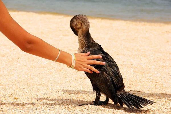 Phalacrocorax. Duży czarny ptak nad morzem — Zdjęcie stockowe