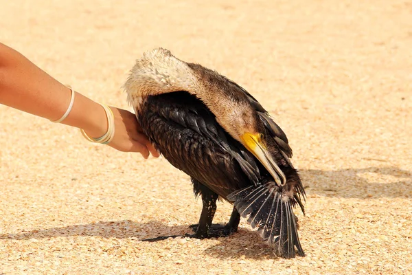 Phalacrocorax. Duży czarny ptak nad morzem. — Zdjęcie stockowe