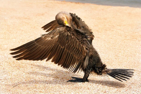 Phalacrocorax. Big black bird by the sea — Stock Photo, Image