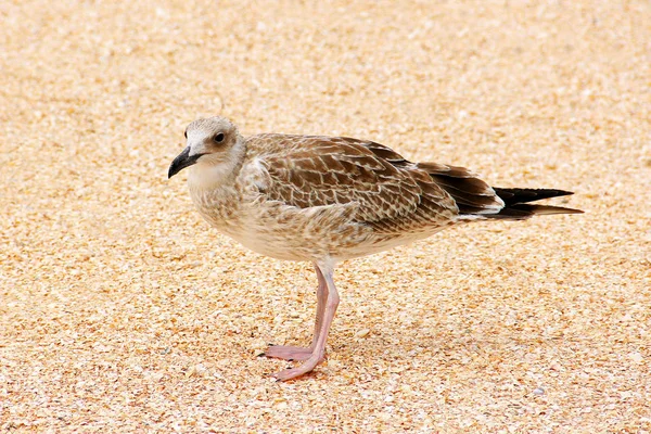 A Larus argentatus. Ezüst sirály a tengerparton. Sirály — Stock Fotó