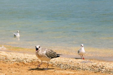 Larus argentatus. Deniz kıyısında gümüş martı. Martı