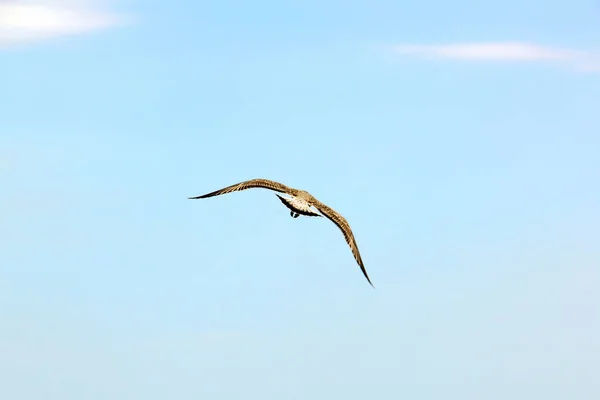 Larus argentinský. Stříbrný Racek letí. Pták na obloze — Stock fotografie
