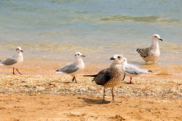 Larus argentatus. Deniz kıyısında gümüş martı. Martı