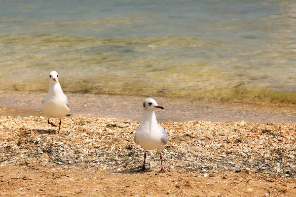 Larus argentatus. Deniz kıyısında gümüş martı. Martı