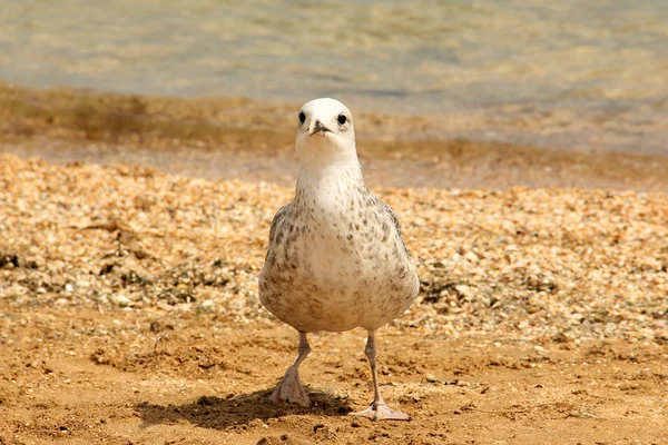 Larus argentatus. Gabbiano d'argento sulla riva del mare. Gabbiano — Foto Stock