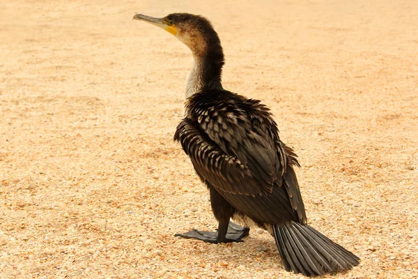 Phalacrocorax. Velký černý pták u moře — Stock fotografie