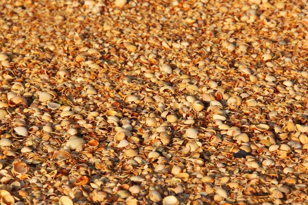 Tło z muszli. Piękne letnie tło. Morze — Zdjęcie stockowe