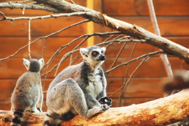 Lemuriformes. Lemur bir ağaç dalı üzerinde oturur