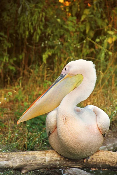 V pelecanusu. Peličané blízko vody. Mořský pták — Stock fotografie