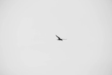 Larus Argentatus. Gökyüzündeki kuş. Siyah beyaz fotoğraf