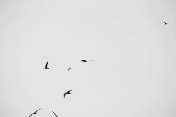 Larus argentatus. Ptaki na niebie. Czarno-białe zdjęcie — Zdjęcie stockowe